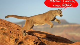 AMD Puma Mobile Platform Launching Next Week, Fighting the Good Fight